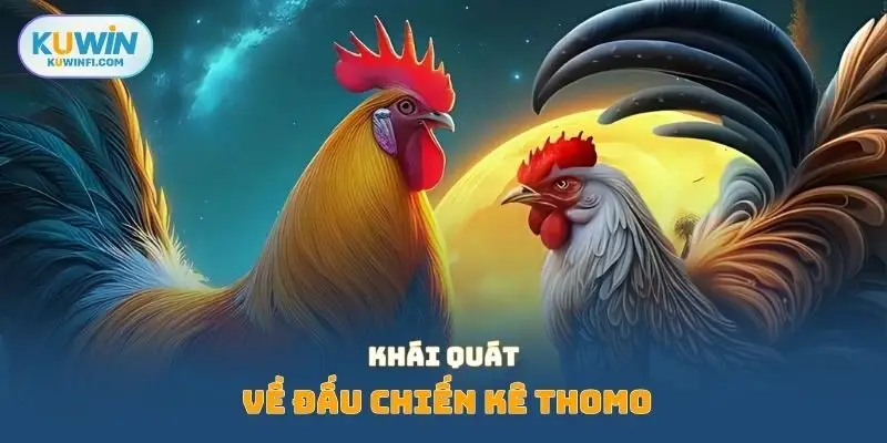 Khái quát về đấu chiến kê Thomo